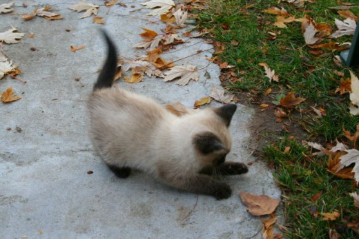 cute kitten