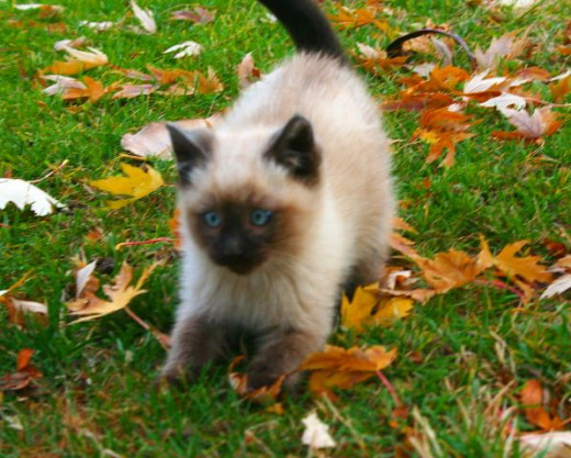 Watch out for the cute kitten he will pounce on you