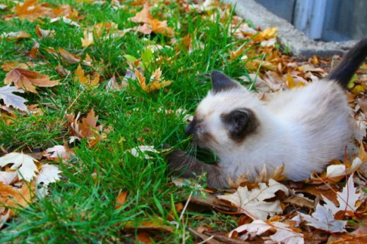 kitten smelling more grass