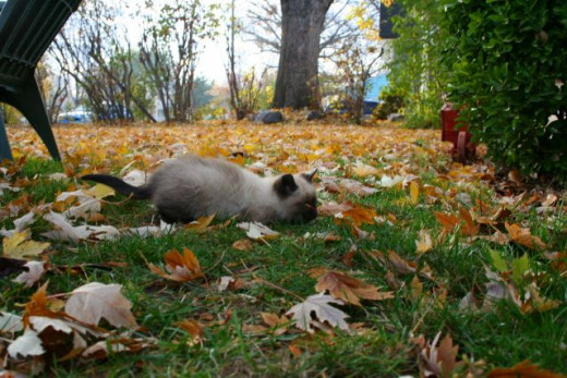 kitten in fall leaves
