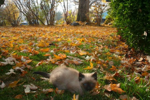 little kitten big yard covered in fall leaves