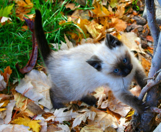 blue eyes sharpening his kitty claws