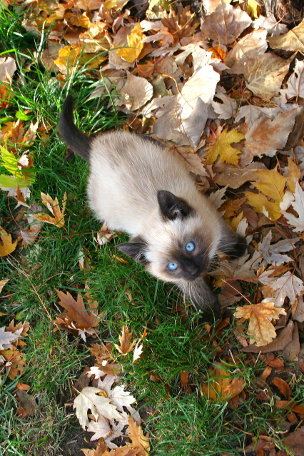 adorable blue eyes on a siamese kitten