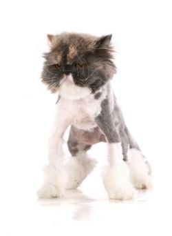 shaved cat