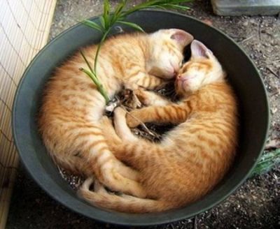 Potted Cats