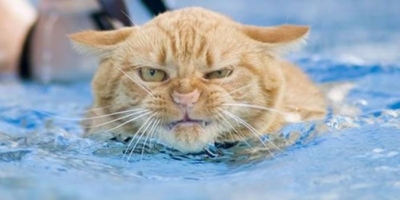 I'm a cat fiend in the water