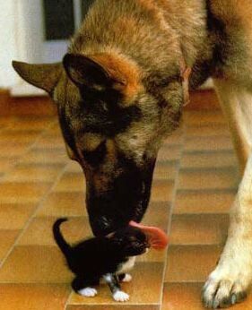 Mom, kittens taste good!
