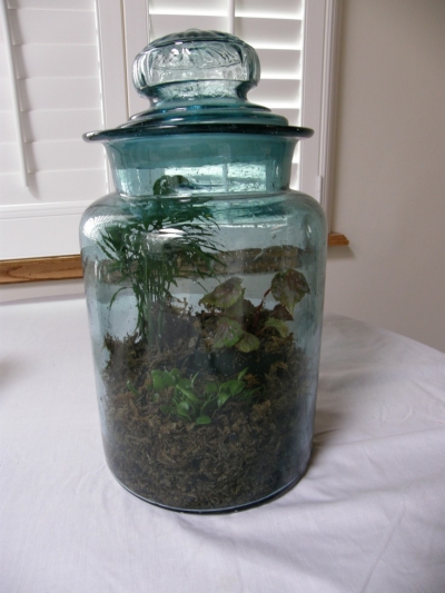 Antique green  jar terrarium