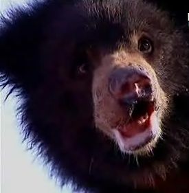 Rescued dancing bear with healed nose