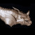 Plated cat armor from DeBoer Plated cat armor from DeBoer
