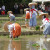 This is my host sister participating in a sacred rice-planting ceremony in Hikone. This is my host sister participating in a sacred rice-planting ceremony in Hikone.