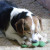 Bryce with "Baby," his favorite toy. He'll put it in your lap if you say, "Bring me Baby." He'll go find it if you say, "Where's Baby?" Bryce with "Baby," his favorite toy. He'll put it in your lap if you say, "Bring me Baby." He'll go find it if you say, "Where's Baby?"