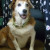 Zeke again. For a dog with congenital heart problems and seizures, he's doing pretty well at 7! Zeke again. For a dog with congenital heart problems and seizures, he's doing pretty well at 7!