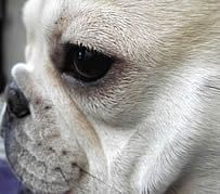 Teddy "after" Eye Envy
