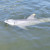A friendly face will probably greet you at the front lagoon! The yellow spot is zinc oxide (sun screen) used to identify dolphins at a glance. A friendly face will probably greet you at the front lagoon! The yellow spot is zinc oxide (sun screen) used to identify dolphins at a glance.