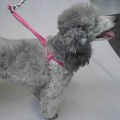 Lexi (Miniature Poodle) in the Rolled Microfiber Harness & Leash Set