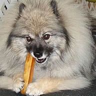 Lydia (Keeshond) enjoying her Himalayan Chew