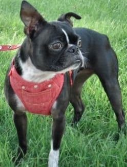 About Boston Terriers!