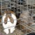 Bunny! Bunny!
