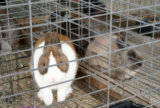 Bunny!