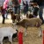 The "Petting Zoo" area was very popular The "Petting Zoo" area was very popular