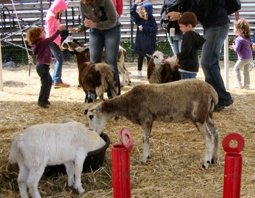 The "Petting Zoo" area was very popular