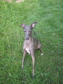 About Italian Greyhounds