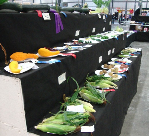 Squash and greens and yards of winners