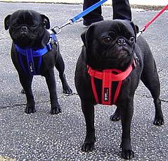 Markl and Calcifer in their EzyDog Harnesses