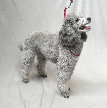 Lexi (Miniature Poodle) is pretty in pink!