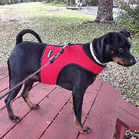 Chota (Min Pin)