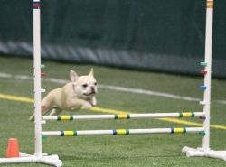 Teddy playing agility