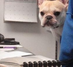 Executive Teddy!
