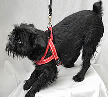 Tango in the Quick Fit Harness