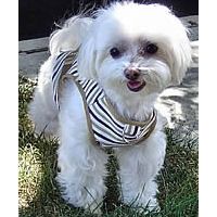 Toto in the Striped Vest