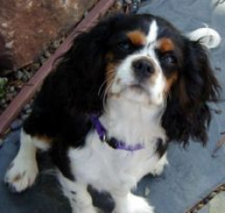 Great stuff for Cavalier King Charles Spaniels!
