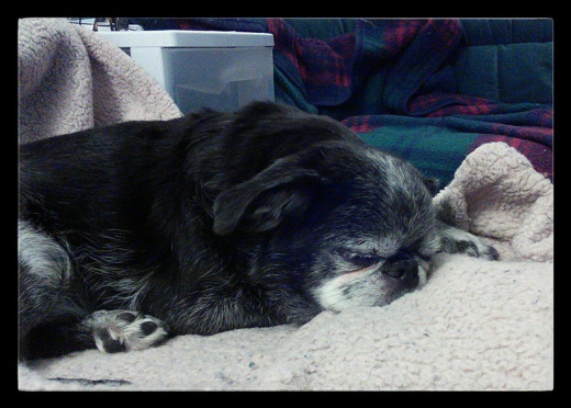 Roc napping