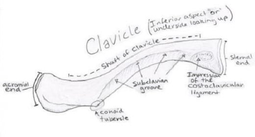 Intro to Anatomy 1 (BONES/JOINTS)