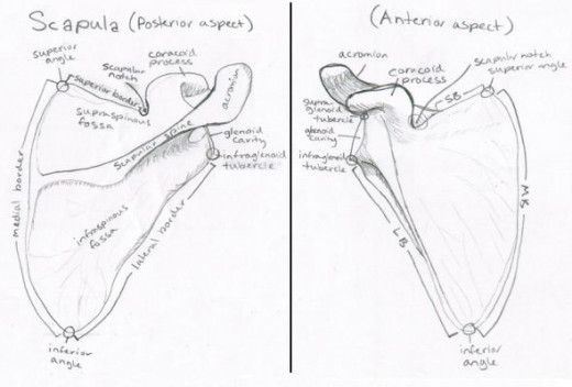 Right Scapula Bone