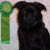 Roc's first obedience qualifying ribbon.