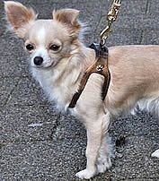 Maddy (Chihuahua) in her Bronze Choke Free Shoulder Collar