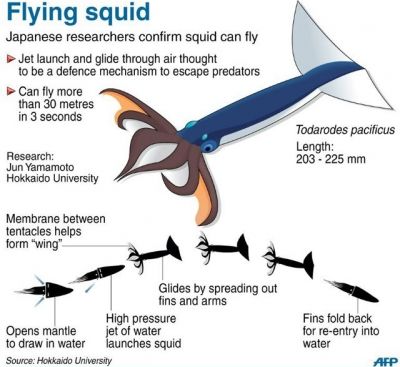 Flying Squid Stats