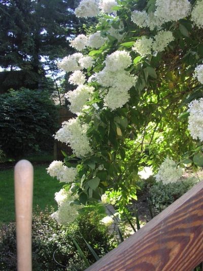 Hydrangea In Bloom