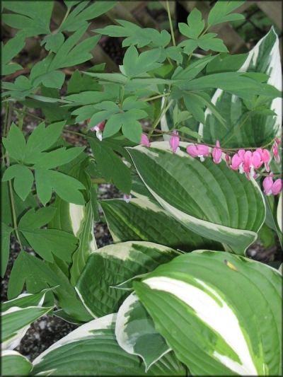 My Bleeding Heart