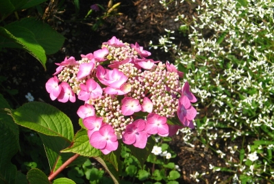 Pink Flower At Wellfield Garden