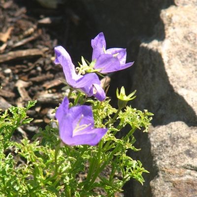 Rock Garden Beauties