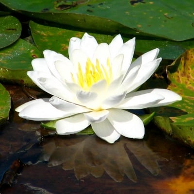 Classic Water Lily Blossom