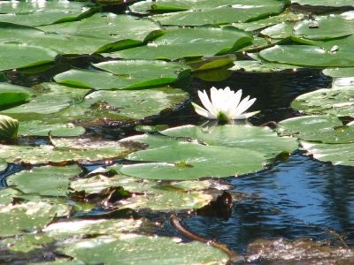 Monet Was Inspired By Water Lilies