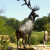 A young visitor enjoys Roosevelt elk