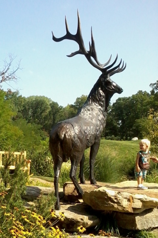 A young visitor enjoys Roosevelt elk
